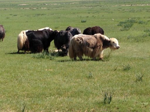 Un grupo de ganado en un prado verde. Algunos son de color negro y blanco.